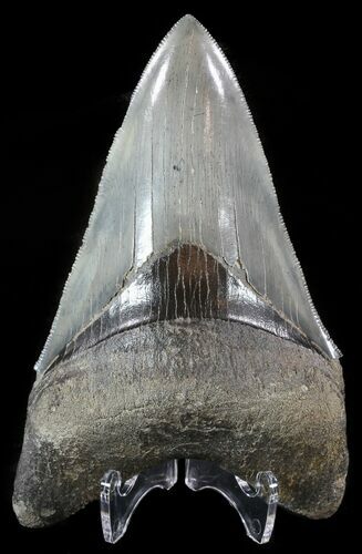 Serrated, Lower Megalodon Tooth - Georgia #51018